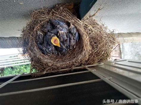 小鳥陽台築巢|一隻鳥從築巢，生蛋，孵蛋，小鳥破殼，起飛的全過程